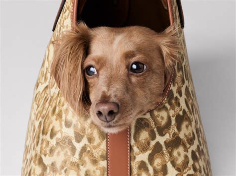 Celine Unveils New Pet Accessories for Your Four